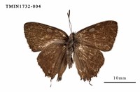 藏品(田中灑灰蝶)的圖片